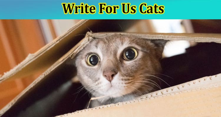 Write For Us Cats – Explore Full Guidelines Here!