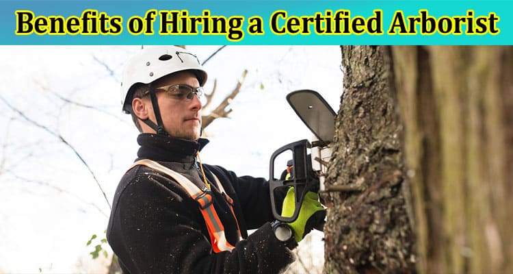 The Benefits of Hiring a Certified Arborist for Residential Tree Services