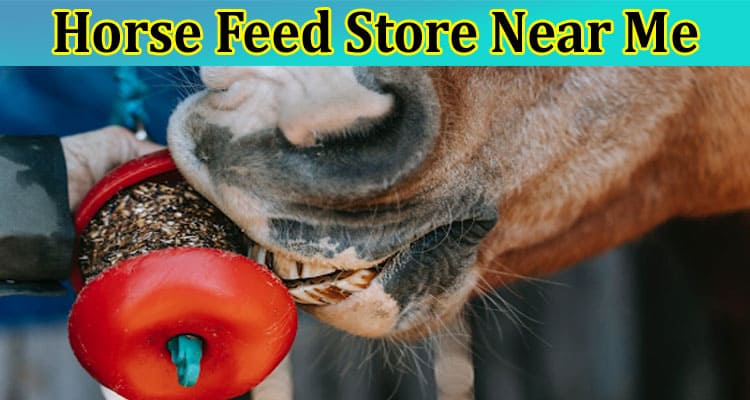 Horse Feed Store Near Me: Your Equestrian Resource